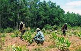 Yên Bái: 58 tỷ đồng cho Đề án giao rừng, cho thuê rừng